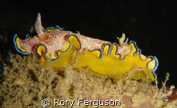 Same White-Spotted Chromodoris as a few wks ago but from ... by Rory Ferguson 